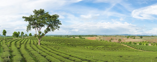 Panorama da fazenda da árvore do chá