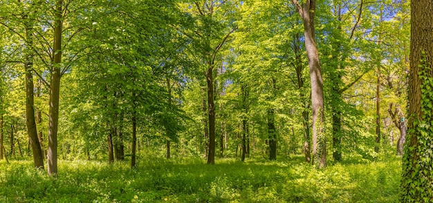 Panorama da floresta com caminho e sol brilhante brilhando através das folhas das árvores Aventura paisagem natural
