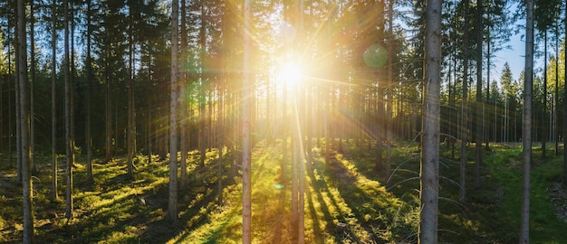 Panorama da floresta com luz do sol - tiro aéreo de drone