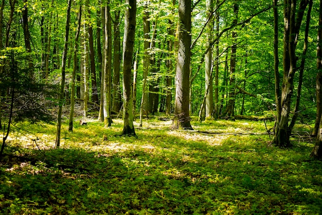 Panorama da floresta com sol brilhando através de galhos no verão