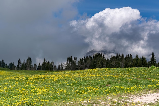 Panorama da floresta de abetos floridos de Monte Avena e céu tempestuoso Pedavena Belluno Itália