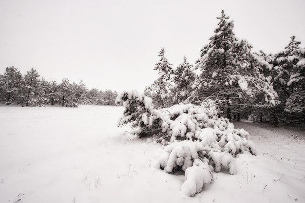 Panorama da floresta de inverno com árvores cobertas de neve