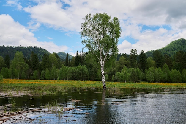 Panorama da floresta de outono na margem do rio na rússia ural