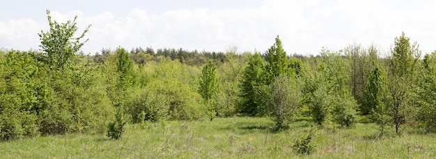 Panorama da floresta jovem