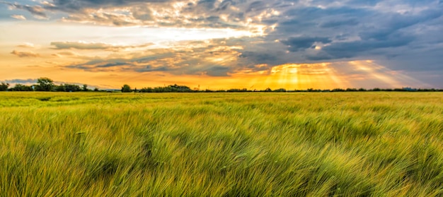 Panorama da noite de um campo semeado com cultura de trigo