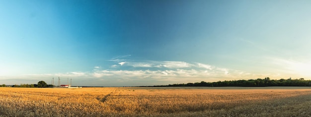 Panorama da paisagem agrícola Paisagem rural de verão campo de trigo Campos de trigo céu azul