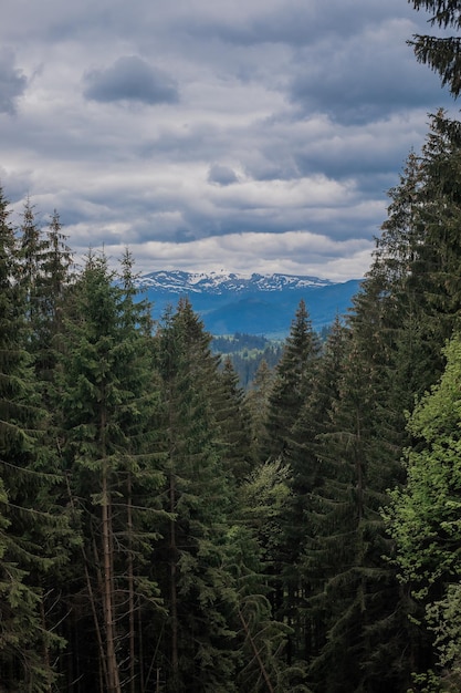 Panorama da paisagem das montanhas montanhas dos Cárpatos na Ucrânia