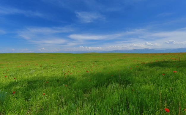 panorama da paisagem de verão de campo verde e céu azul