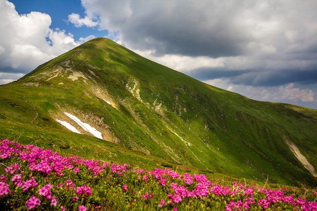 Panorama da primavera de montanha com flores desabrochando rue rododendro e manchas de neve sob o céu nublado azul.