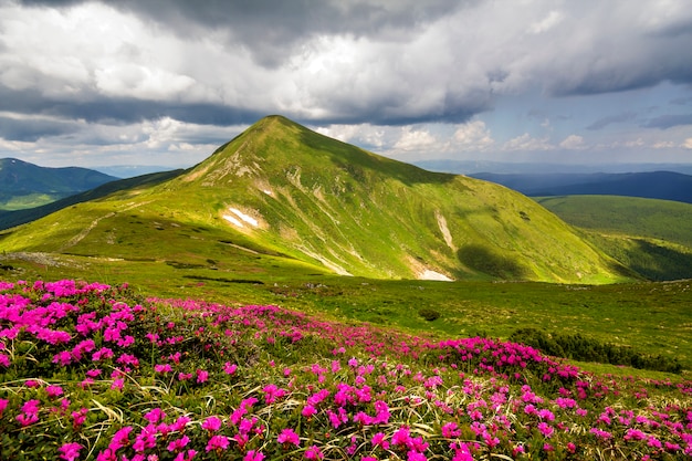 Panorama da primavera de montanha com flores desabrochando rue rododendro e manchas de neve sob o céu nublado azul.