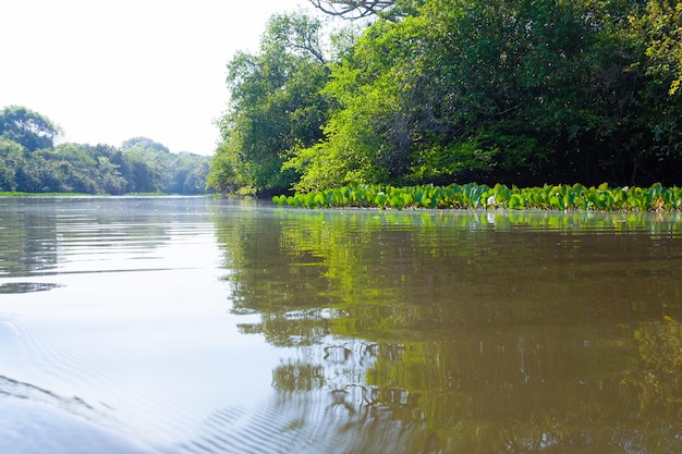 Panorama da região pantaneira brasileira pantanal lagoa navegável marco da américa do sul