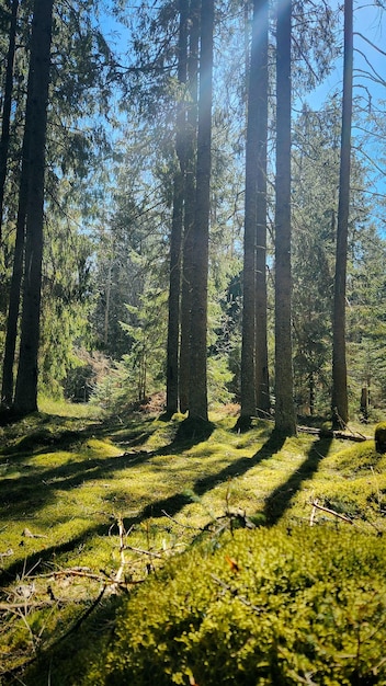 Panorama de belas árvores na floresta em raios solares ao nascer do sol bela paisagem de primavera na floresta em