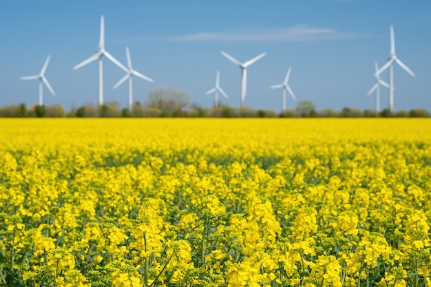 Panorama de campo de colza amarela com turbina eólica ou turbinas eólicas