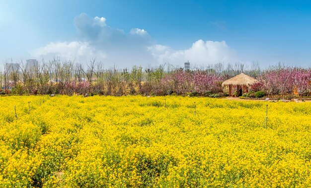 Panorama de campo florido, estupro amarelo