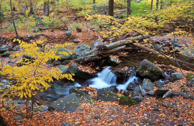 Panorama de close-up do riacho de outono com árvores de bordo amarelo e folhagem em rochas na floresta com galhos de árvores.