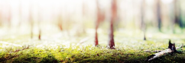 Foto panorama de floresta em bokeh