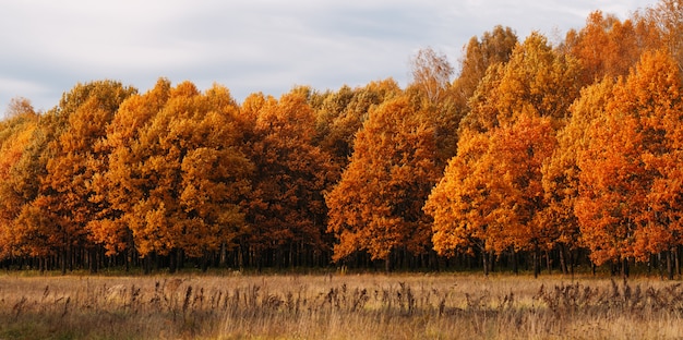 Panorama de fundo amarelo floresta outono