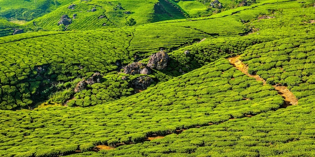 Panorama de fundo de viagem de Kerala Índia de plantações de chá verde em Munnar Kerala Índia