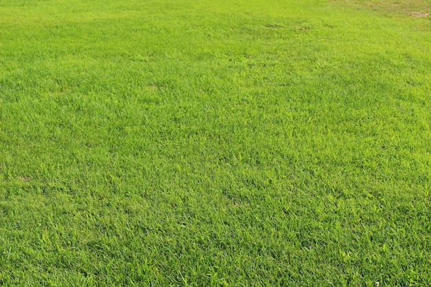 Panorama de grama verde