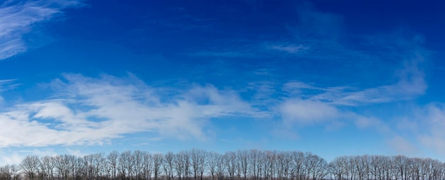 Panorama de nuvens desfocadas líquidas de céu azul creme de árvores sem folhas no inverno na floresta