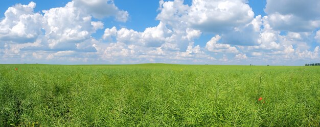 Panorama de semente de colza verde em um fundo de céu azul nublado