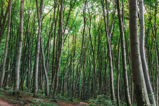 Panorama de uma floresta cênica de árvores caducifólias verdes frescas