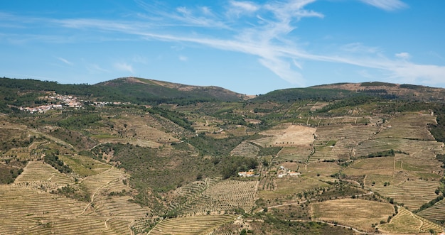 Panorama de uma grande área de terreno plantada com vinhas nas montanhas de portugal