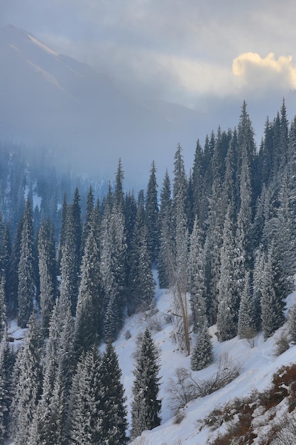 panorama de uma paisagem de montanha com abetos cobertos de neve