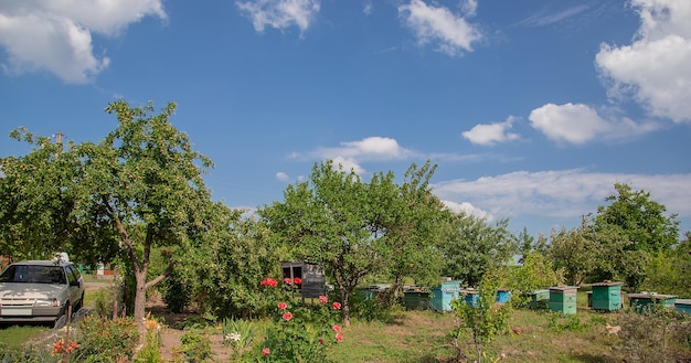 Panorama de verão de uma casa rural e jardim