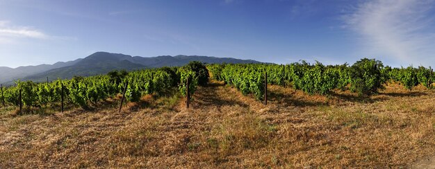 Panorama de vinhas no fundo das montanhas