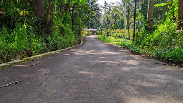 Panorama der Asphaltstraße im Dorf mit Bäumen rund um Java, Indonesien