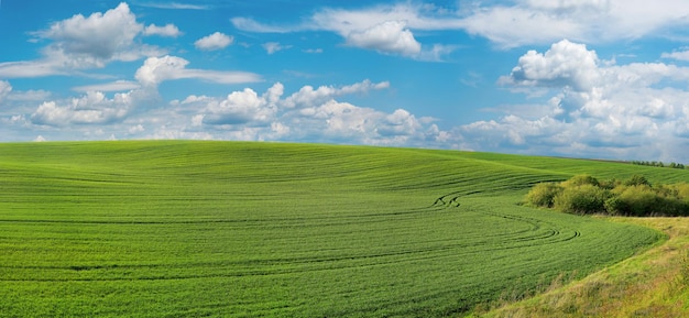 Panorama der grünen Wiese, Ackerland am Horizont im Frühjahr und blauer Himmel