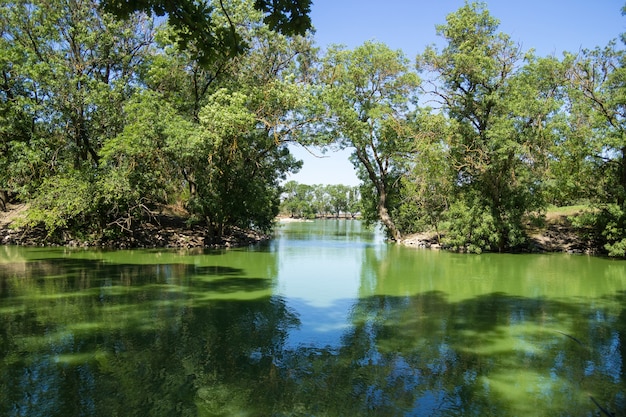 Panorama der Spiegelwasseroberfläche eines künstlichen Teiches, bedeckt mit Grünalgen und Wasserlinsen.