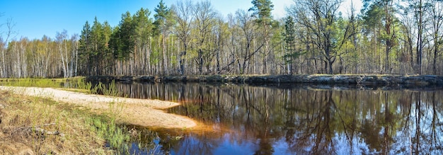 Panorama des Frühlingswaldflusses