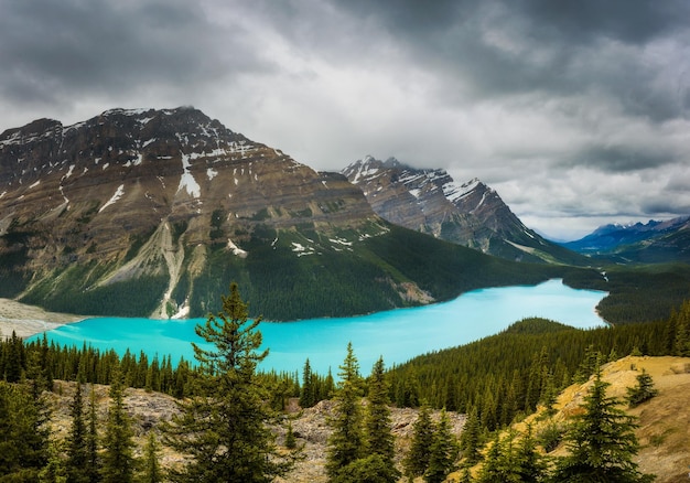 Panorama des Peyto Lake in den kanadischen Rocky Mountains