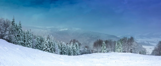 Panorama des schneebedeckten Berghangs mit Weihnachtsbäumen auf einem Hintergrund von Bergen und blauem Himmel