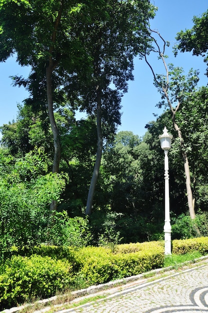 Panorama des Stadtparks. Sommertag im Park. Blick auf Bäume und Lichtmast.