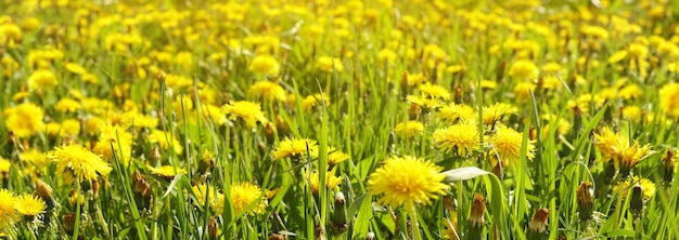 Panorama do campo de prado com flores amarelas brilhantes de dente de leão na primavera, foco seletivo. Fundo panorâmico natural.