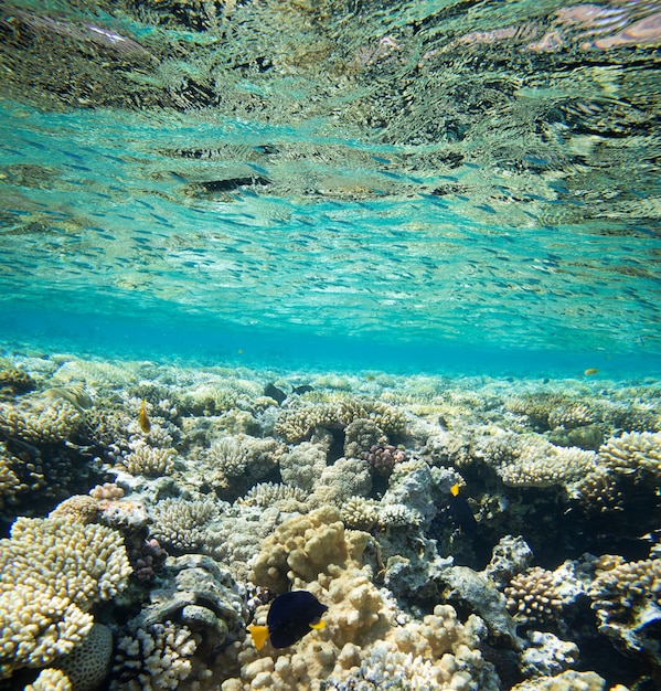 Panorama do mundo subaquático. Luz do oceano de recife de coral embaixo d'água