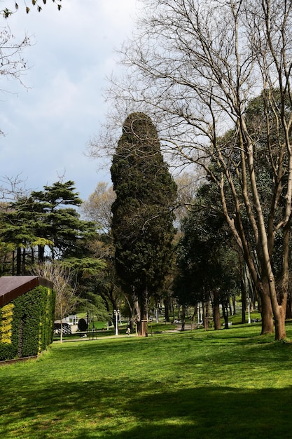 Foto panorama do parque da cidade com grandes árvores foto vertical