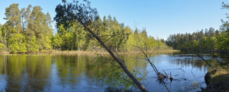Panorama do rio da floresta na primavera