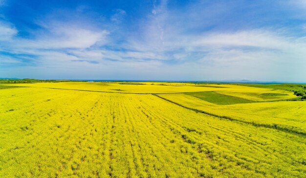 Panorama dos campos com uma planta em um vale no contexto da vila e do céu na Bulgária