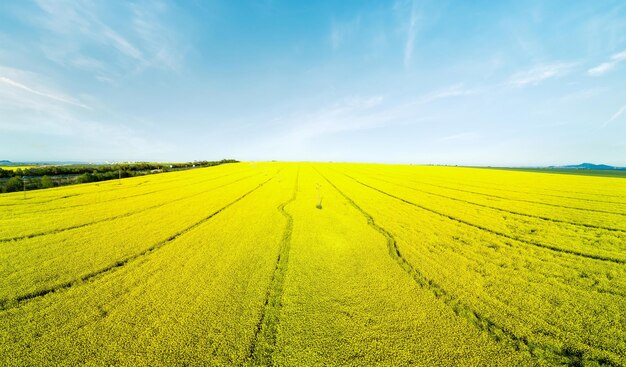 Panorama dos campos com uma planta em um vale no contexto da vila e do céu na Bulgária