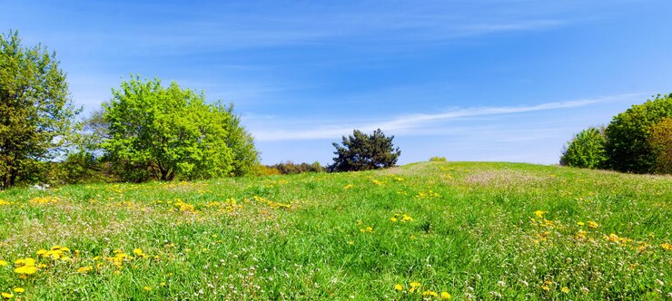 Foto panorama einer sommerwiese mit grünem gras, bäumen und blumen, blauer himmel