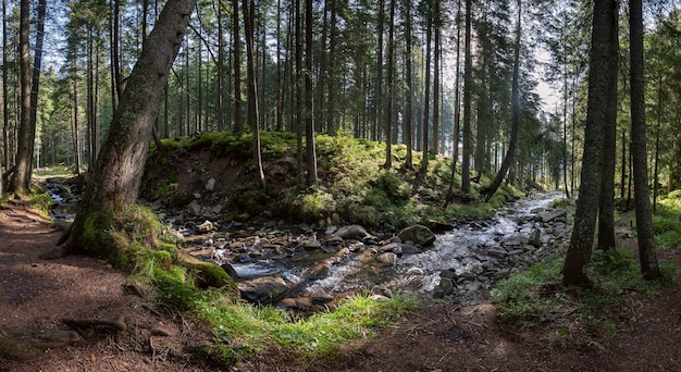 Panorama eines großen Waldes mit Fluss