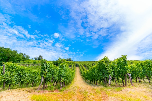 Panorama escénico del viñedo, plantación de viñedos en crecimiento.