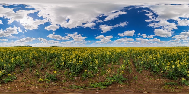 Panorama esférico de 360 grados del campo de colza de colza amarilla floreciente del día de verano en proyección eqirectangular