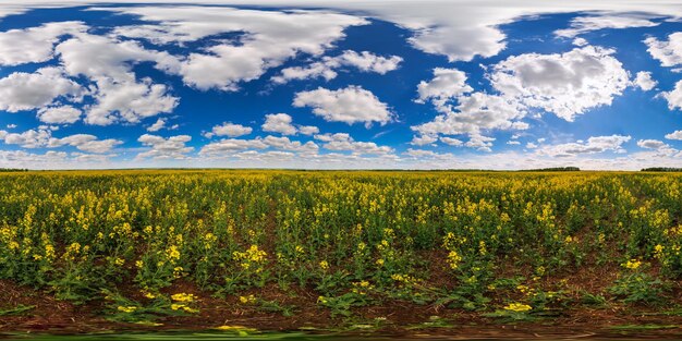 Panorama esférico de 360 graus do campo de colza amarelo flor do dia de verão na projeção eqiretangular