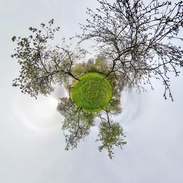 Panorama esférico del pequeño planeta 360 grados Vista aérea esférica en el floreciente huerto del jardín de manzanas con dientes de león Curvatura del espacio