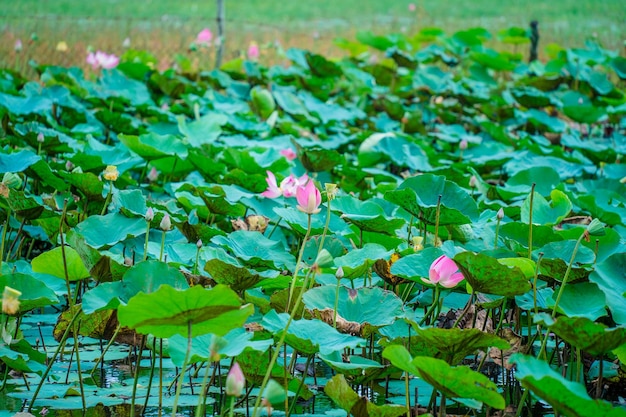 El panorama de los estanques de loto en un campo tranquilo y silencioso Esta es la flor de Buda